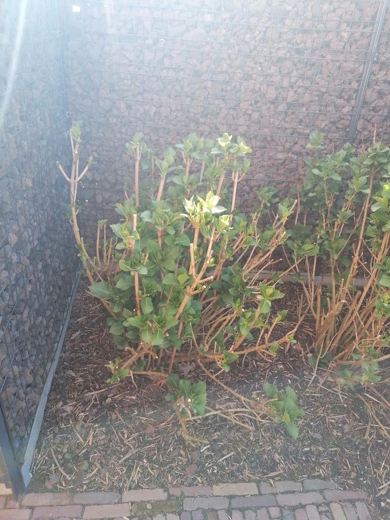 Hortensia, Tuin en Terras, Ophalen, Zomer, Vaste plant, Overige soorten