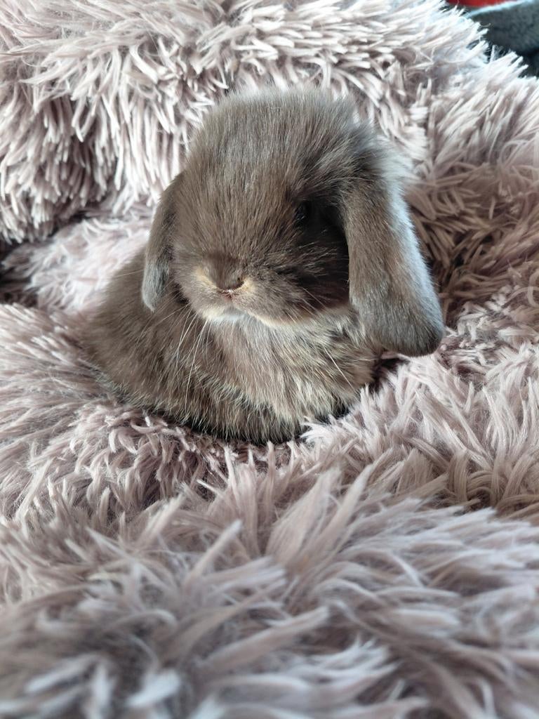 3 minilop konijntjes, Dieren en Toebehoren