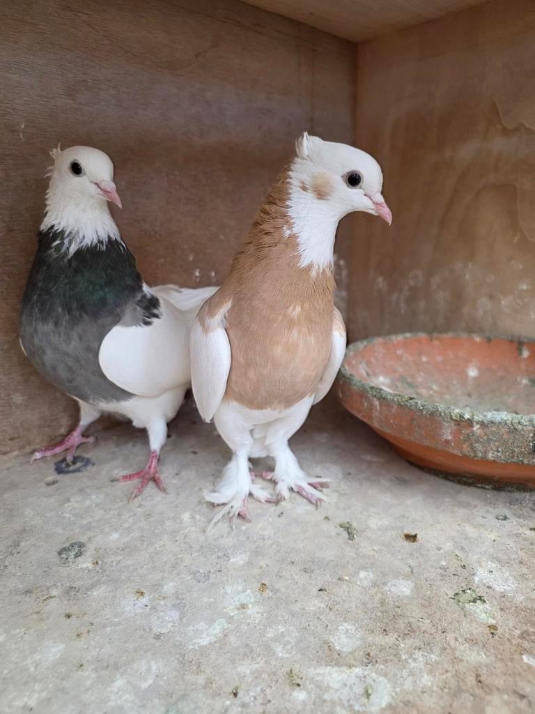 Beau couple toghi, Animaux & Accessoires, Oiseaux | Pigeons