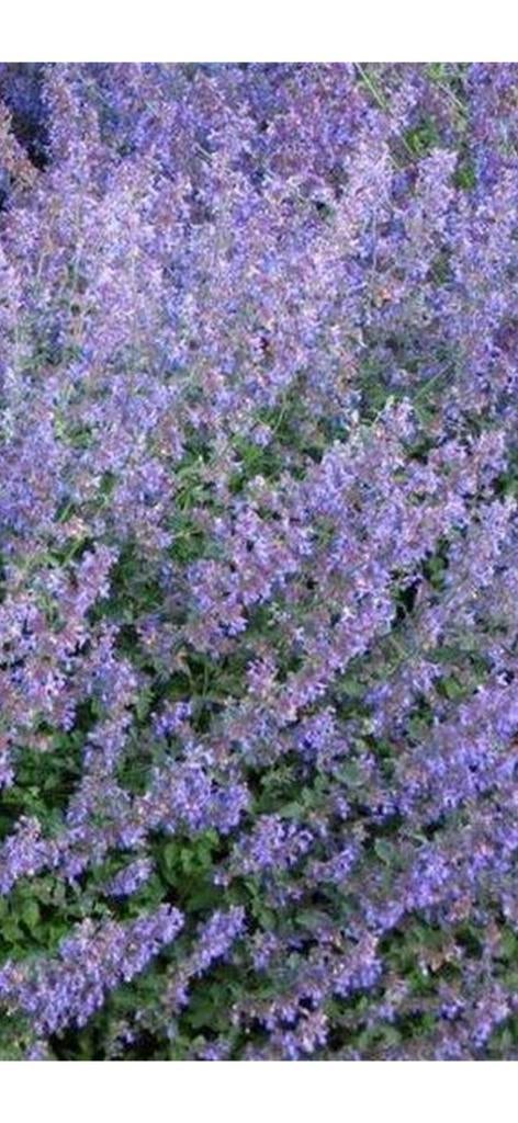 Nepeta fasini, Tuin en Terras, Ophalen, Vaste plant, Volle zon