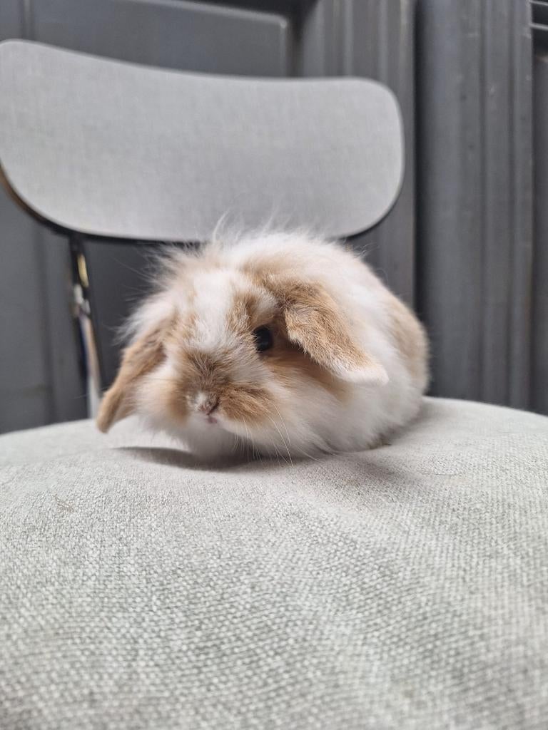 Teddy hangoordwergjes, Animaux & Accessoires, Lapins, Nain, Femelle, 0 à 2 ans, Oreilles tombantes