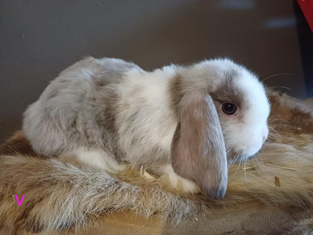 Voedster, Dieren en Toebehoren, Konijnen, Vrouwelijk, Dwerg, Hangoor, 0 tot 2 jaar