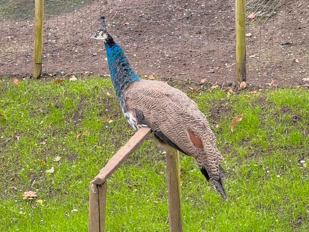 1 jaar mannetjes pauw, Dieren en Toebehoren, Mannelijk, Overige soorten