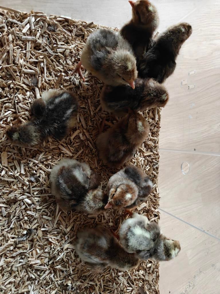 Kuikentjes, Dieren en Toebehoren, Pluimvee