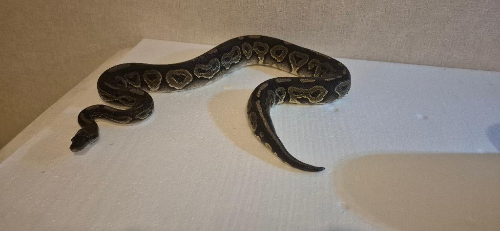 Deze moeten dringend weg., Dieren en Toebehoren, Reptielen en Amfibieën, Slang, 0 tot 2 jaar, Tam