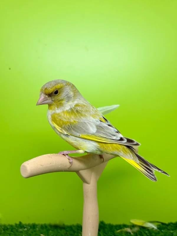 Verdier mâle 2025, Animaux & Accessoires, Oiseaux | Canaris, Mâle
