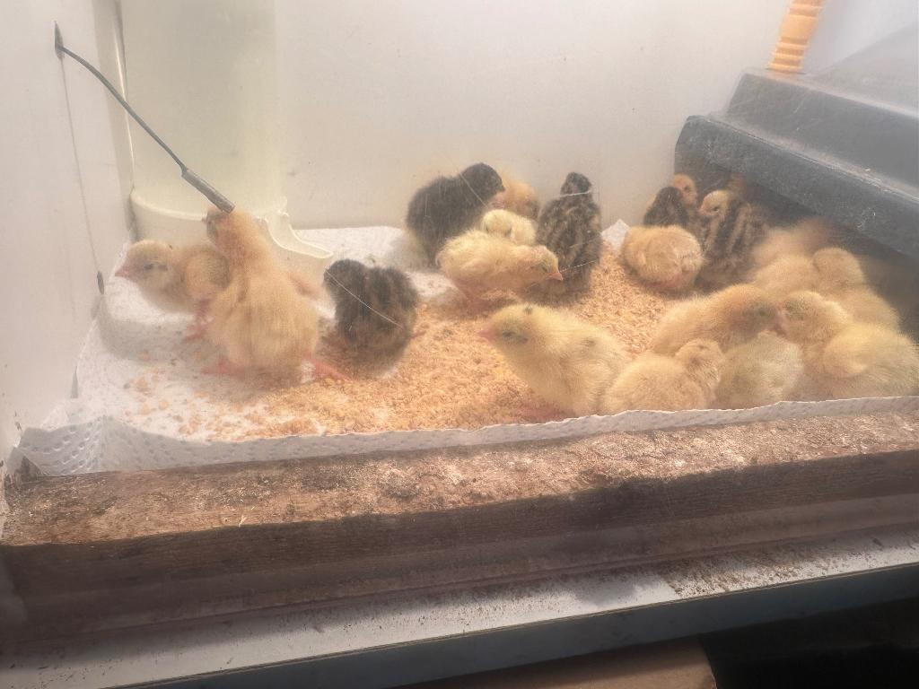 Kwartel kuikentjes, Plusieurs animaux, Autres espèces