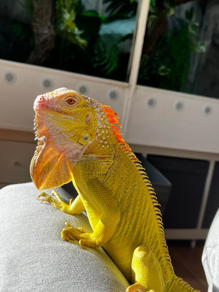 Iguana Iguana Caramel T+ 0,1, Lézard, Domestique, 3 à 6 ans