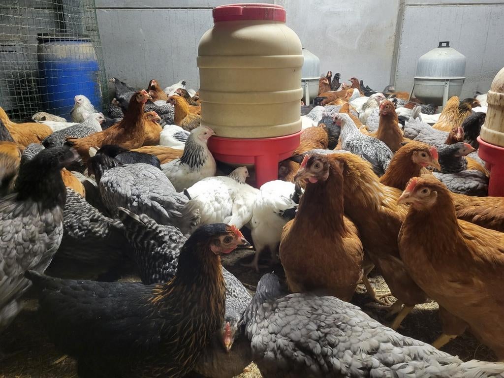 Legkippen leghennen, Dieren en Toebehoren, Pluimvee, Vrouwelijk, Kip