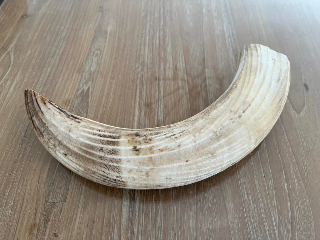 Slagtand Hippopotamus amphibius, Enlèvement ou Envoi, Comme neuf, Animal sauvage, Autres types