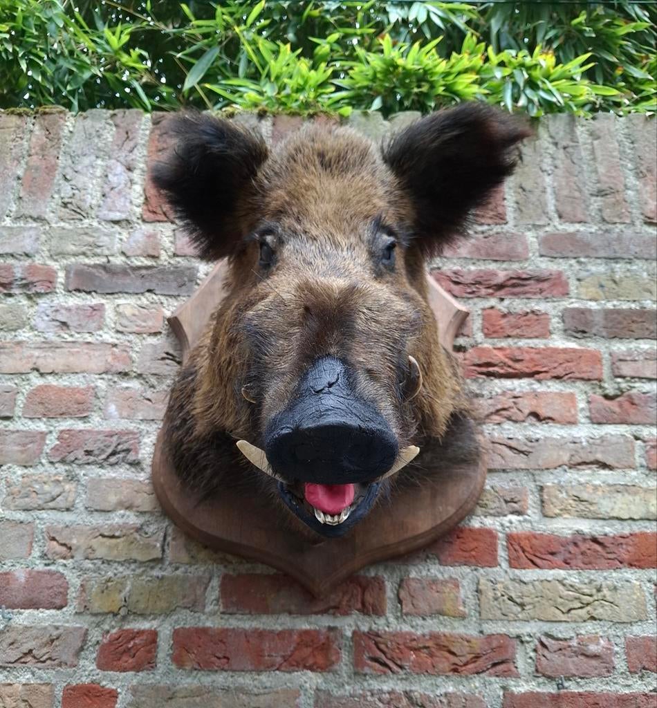 Opgezette kop zwijn taxidermie schedel jacht gewei hert, Ophalen, Wild dier, Gewei of Kop