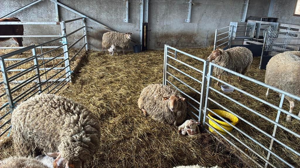 Jonge ooien, Dieren en Toebehoren