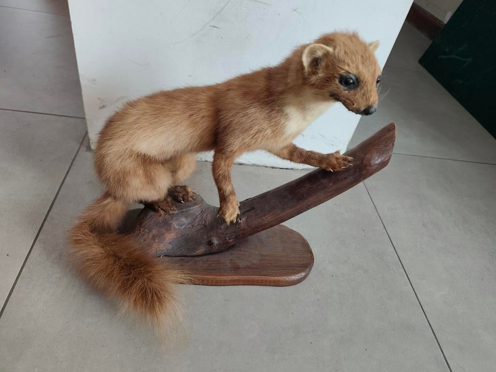 Martre empaillée, Enlèvement