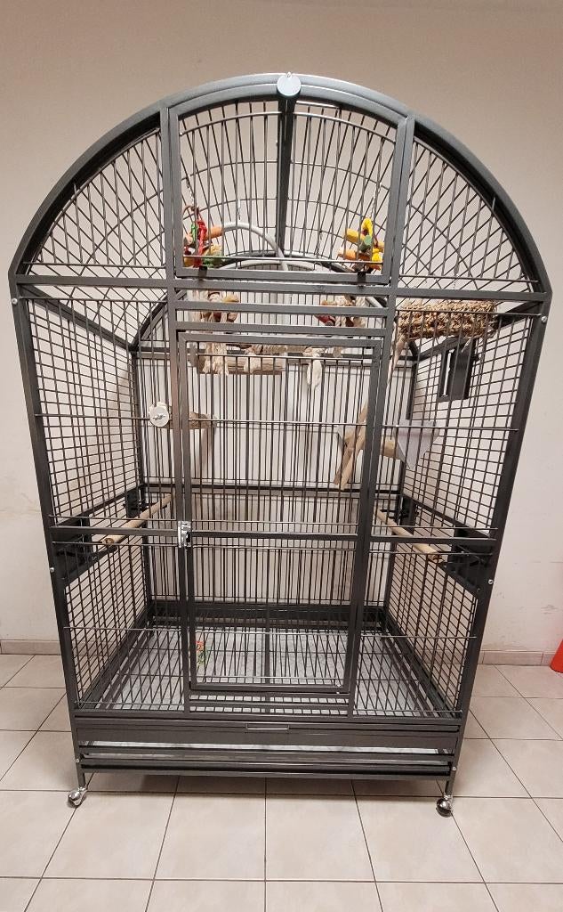 Cage perroquet Montana xxl + perchoirs et jeux (complète !), Dieren en Toebehoren, Vogels | Hokken en Kooien, Ophalen, Zo goed als nieuw