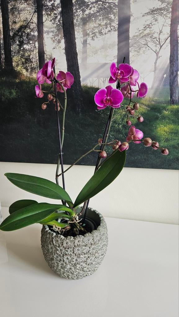 Zeer mooi vertakte echte orchidee, Ophalen, Nieuw, Binnen