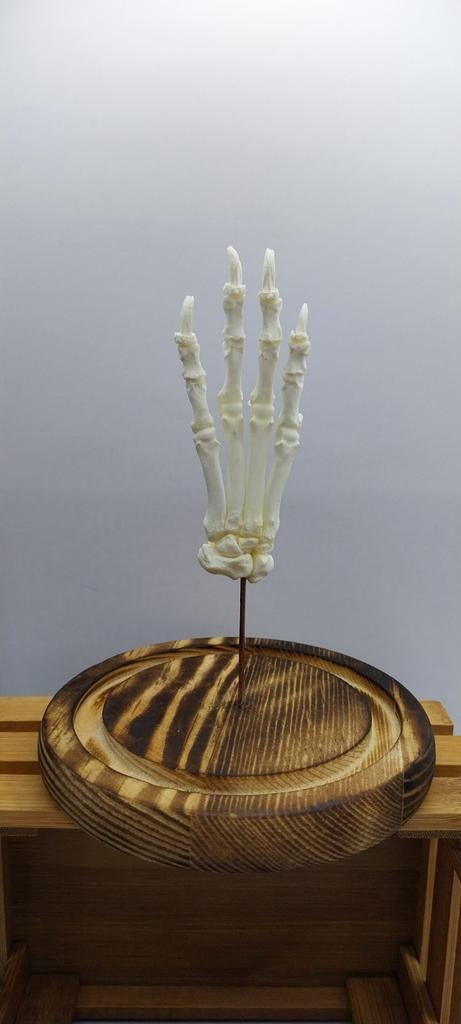 Montage ostéologie patte de chien, Antiquités & Art, Enlèvement ou Envoi