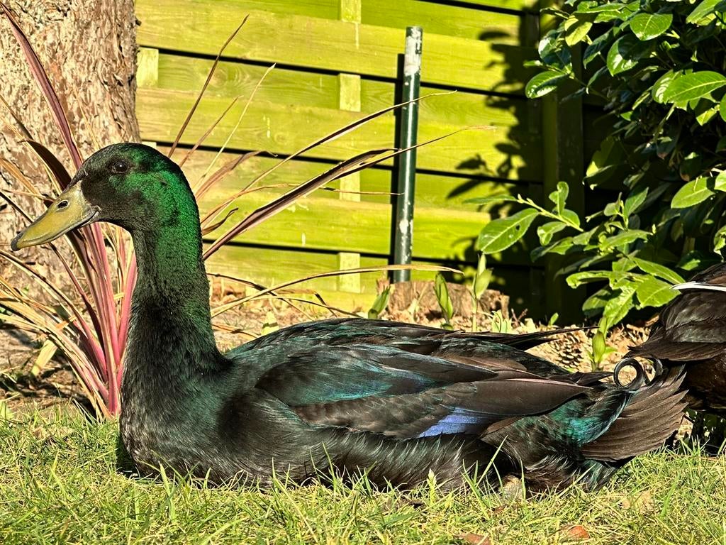 Broedeieren indische loopeend, Geslacht onbekend, Eend