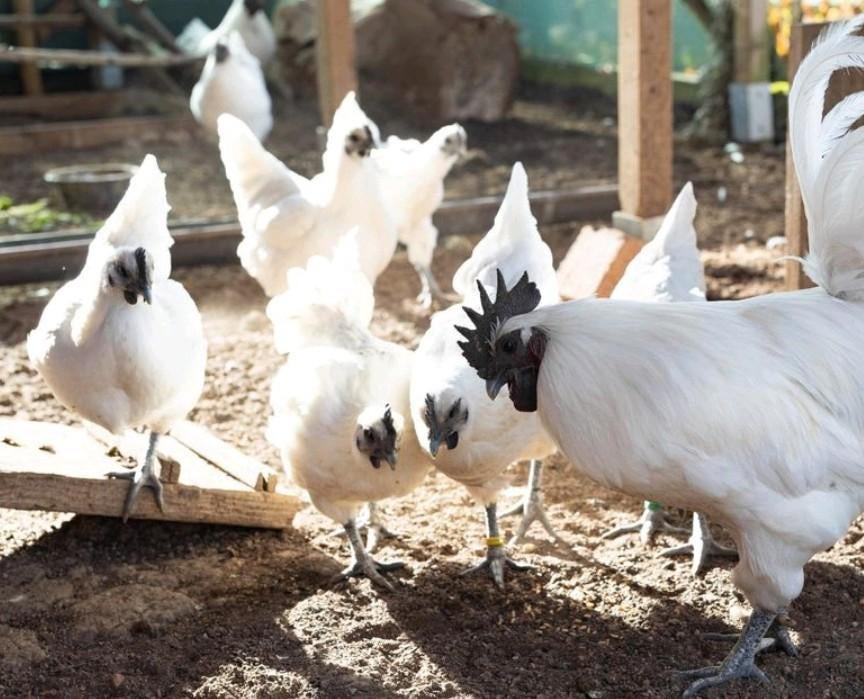 Gezocht broedei Ga h Mong wit, Animaux & Accessoires, Volatiles