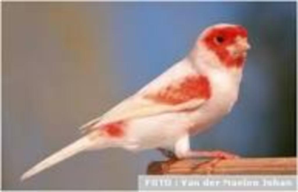 ben je je vogels beu,wij geven ze een goede thuis