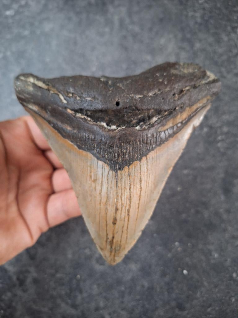 brede MEGALODON TAND USA	243	gram	12.3x11.4x2.6		cm, Verzamelen, Mineralen en Fossielen, Ophalen of Verzenden, Fossiel