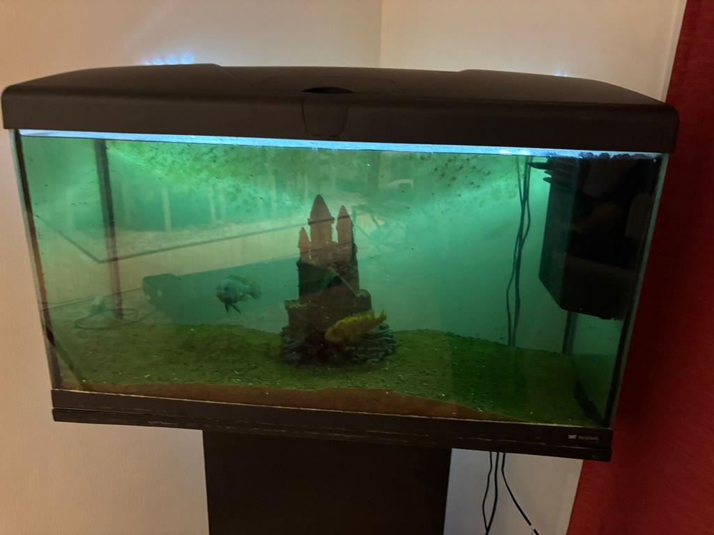 Ferplats 100 liter visbak, Animaux & Accessoires, Poissons | Aquariums & Accessoires, Utilisé, Enlèvement
