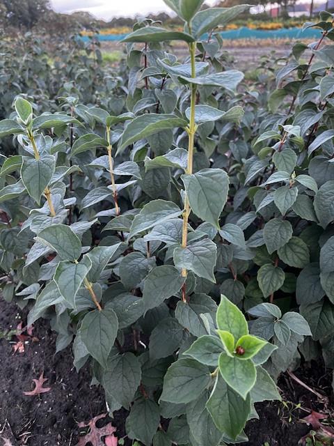 Boerenjasmijn Philadelphus, Jardin & Terrasse, Plantes | Arbustes & Haies, Arbuste, Enlèvement