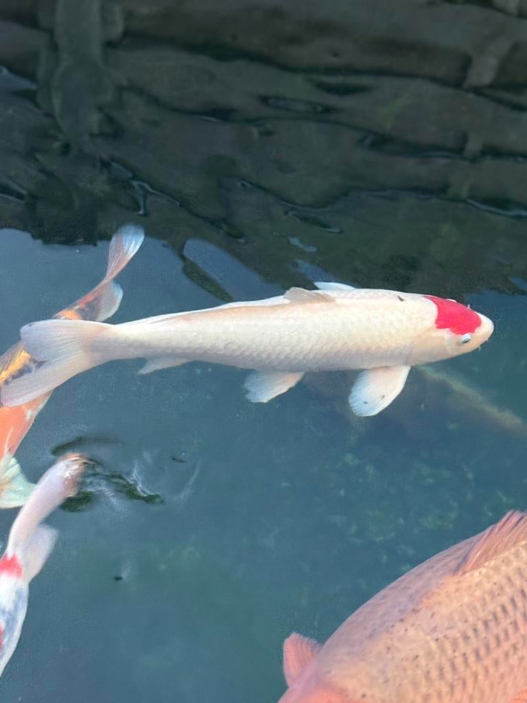Japanse koi tancho, Dieren en Toebehoren