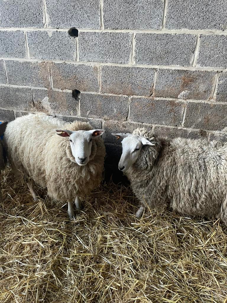 4 moutons d'un an, Femelle, Mouton, 0 à 2 ans