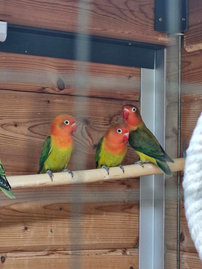 Agapornis Fischeri, Sexe inconnu, Perroquet nain ou Inséparable, Bagué