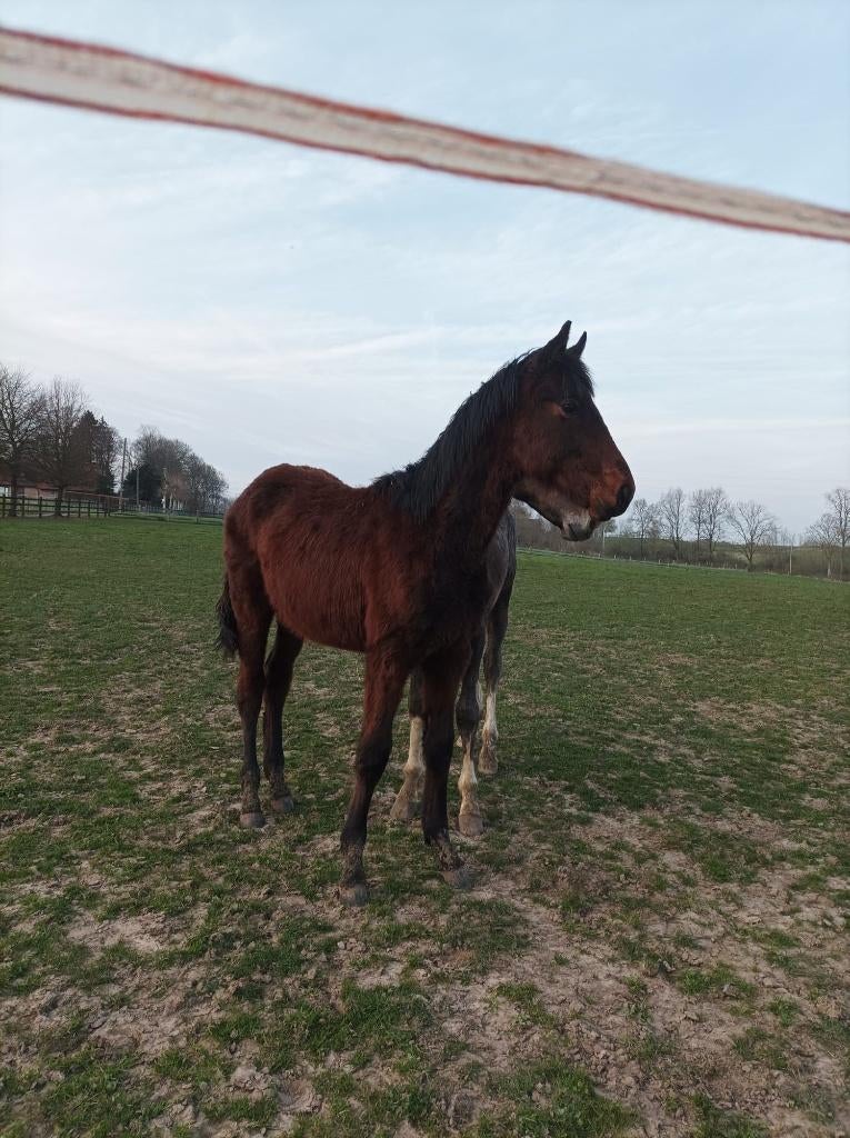 Dressage de poulains (Lord Europe x Londonderry), Étalon, Ne s'applique pas, Cheval de dressage, Avec pedigree