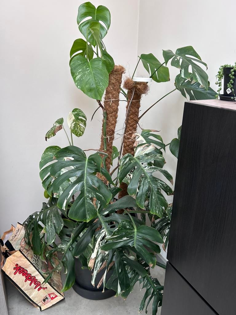 Monstera variegata, Maison & Meubles, Plantes d'intérieur, Autres espèces, 100 à 150 cm, Plante verte, Enlèvement