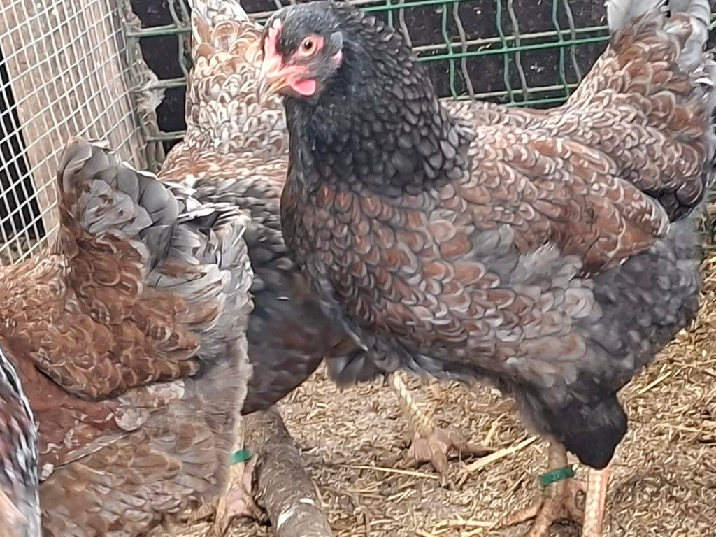 Broedeieren van raskippen, Dieren en Toebehoren, Pluimvee