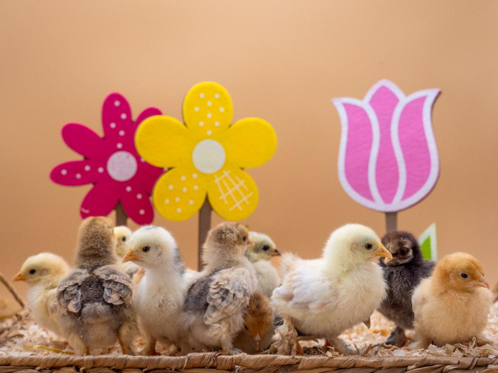 Jonge tamme Cochin kriel kuikens gesekst & ingeënt, Dieren en Toebehoren, Vrouwelijk, Kip