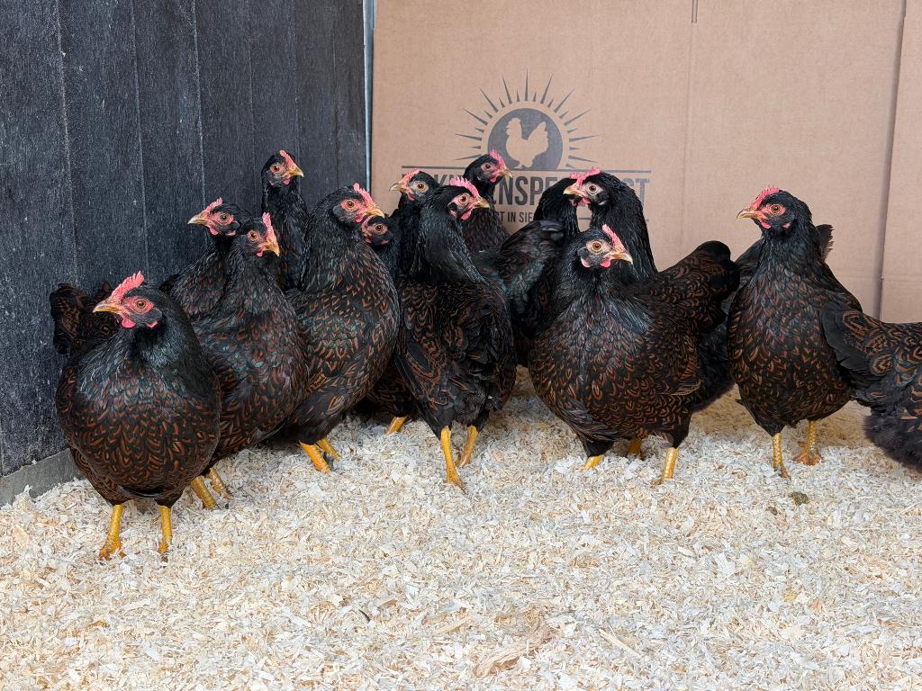 Barnevelder kriel bruin dubbelgezoomd gesekst & ingeënt, Dieren en Toebehoren, Vrouwelijk, Kip