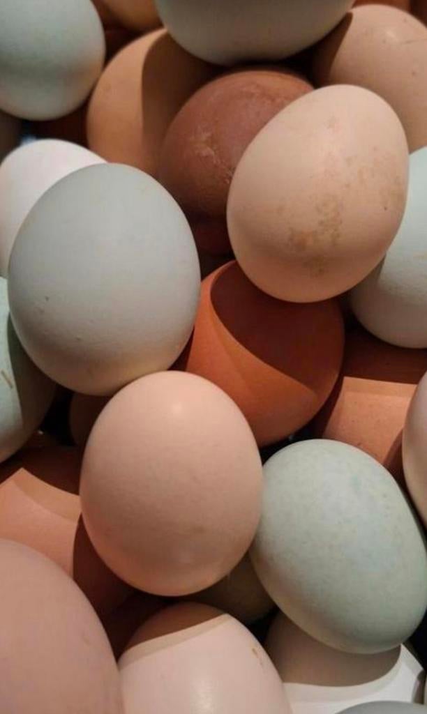 Mix eitjes ️💙💚🩵🤎🩶, Dieren en Toebehoren, Pluimvee