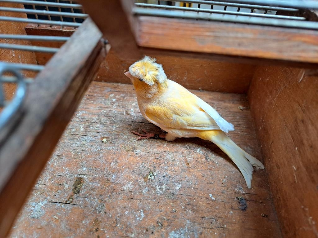 2 kanarie, Dieren en Toebehoren, Vogels | Kanaries