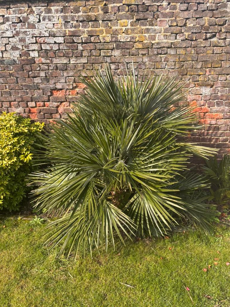 Palmier nain pour exterieur, Jardin & Terrasse, Autres espèces, Ne fleurit pas, Plein soleil, Enlèvement