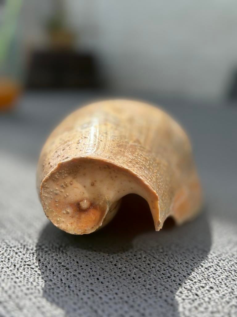 Grote oude echte Melo Melo schelp, Verzamelen, Ophalen