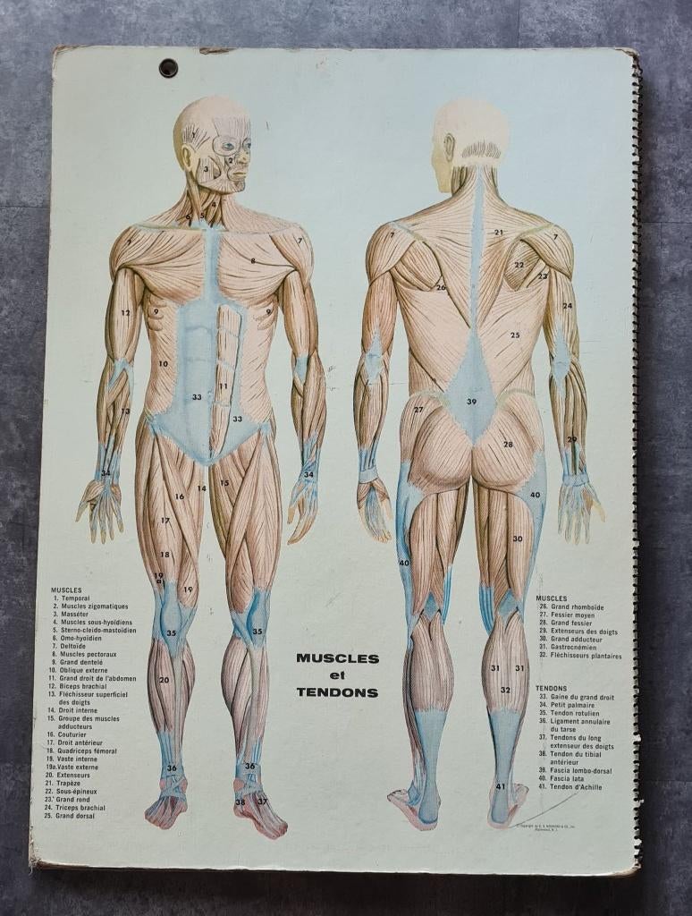 Groot Vintage Anatomisch Lijf atlas boek 1950 voor leraren, Boeken, Gelezen, Overige atlassen, Ophalen of Verzenden, 1800 tot 2000