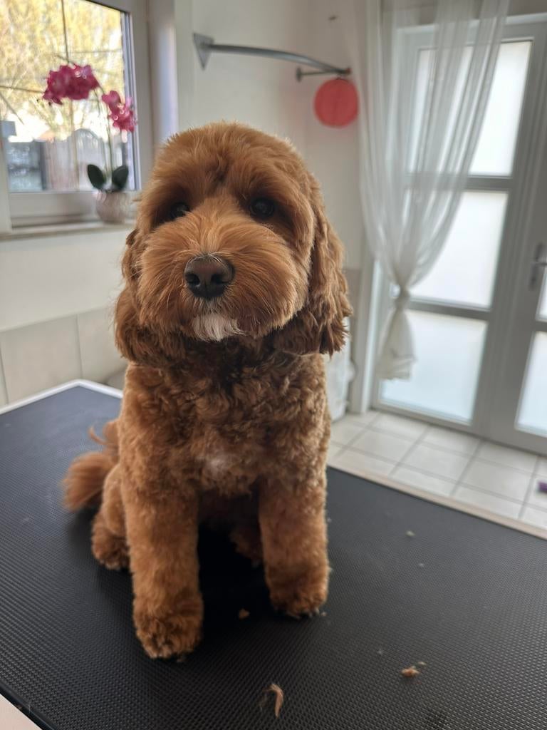 Trimsalon, Enlèvement