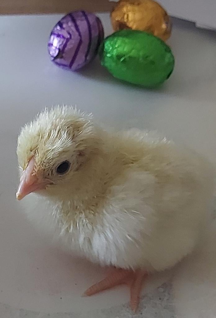 Wyandotte legkip kuikens, Dieren en Toebehoren, Vogels | Kanaries