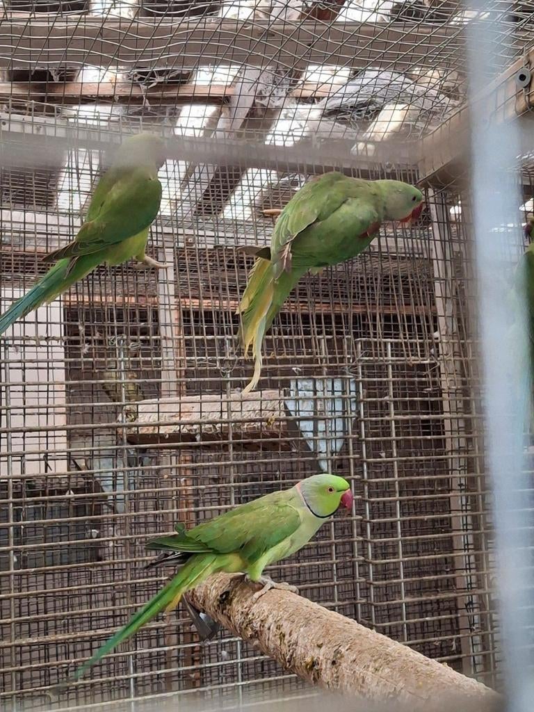 Collier vert  adulte