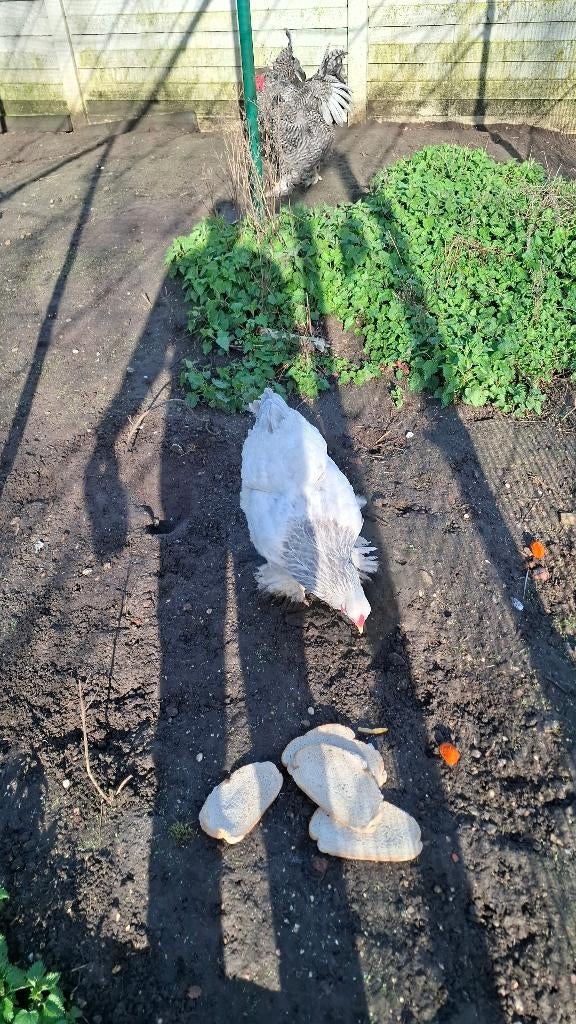 Kip + haan, Animaux & Accessoires, Volatiles, Plusieurs animaux, Poule ou poulet