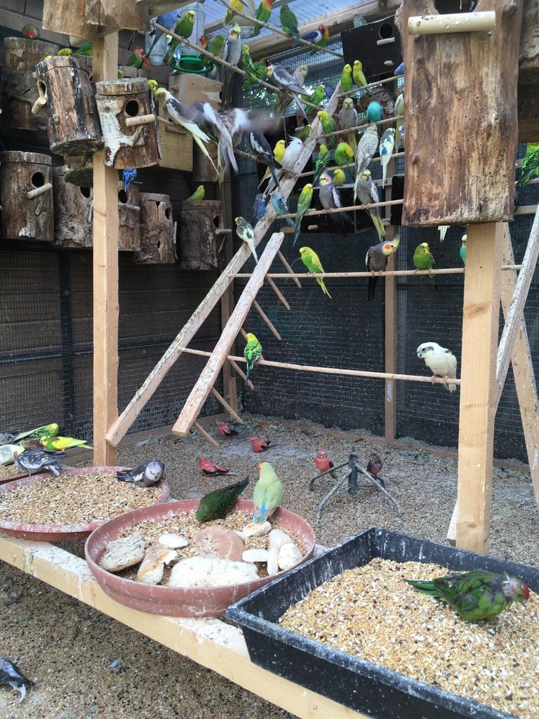 KWEEKRIJPE GRASPARKIETEN VANAF 20 EURO/KOPPEL, Animaux & Accessoires, Oiseaux | Perruches & Perroquets, Perruche, Plusieurs animaux