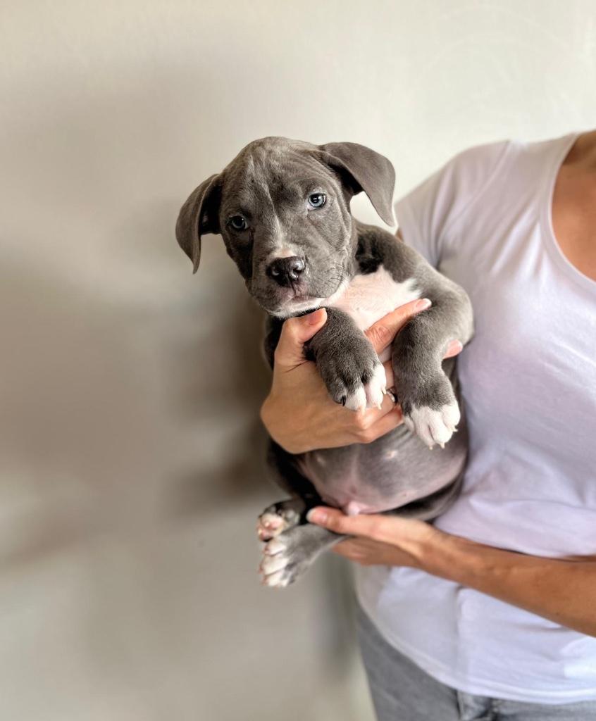 Mooie Amerikaanse Stafford pups, Dieren en Toebehoren, Parvo, België, 8 tot 15 weken, American Staffordshire Terriër