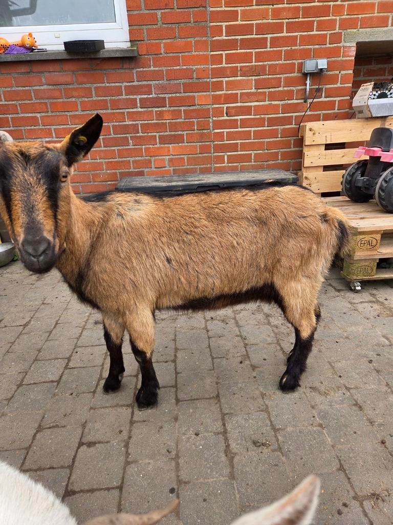 chevre alpine laitière, Animaux & Accessoires, Moutons, Chèvres & Cochons, Chèvre