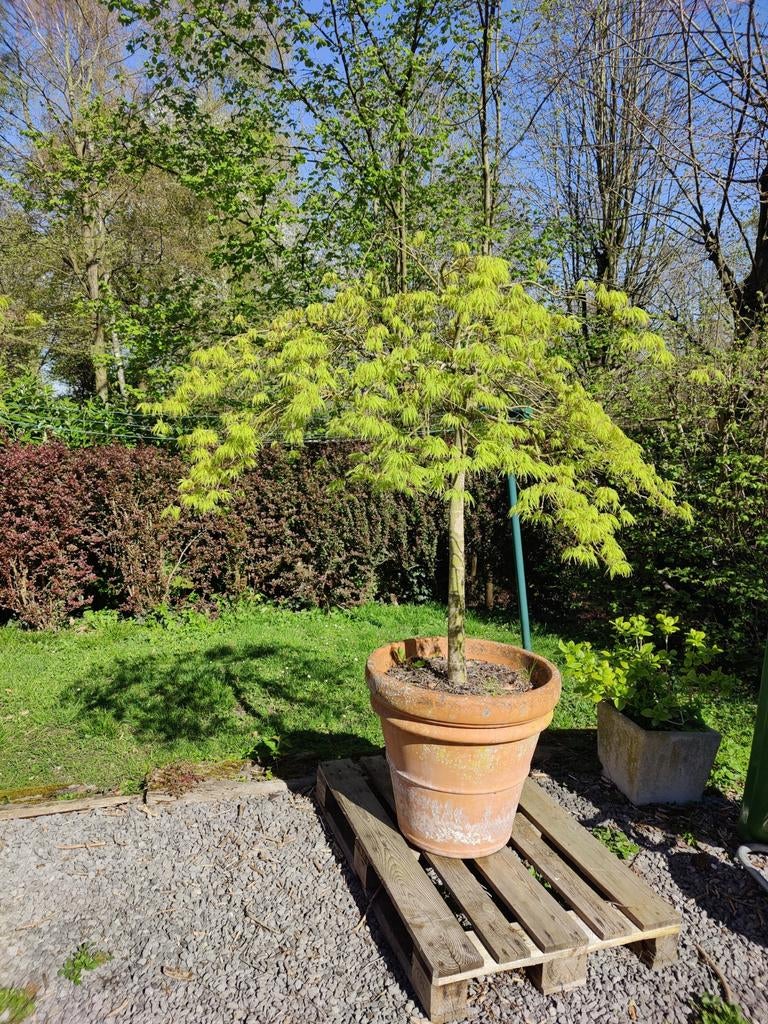 Japanse Esdoorn in pot, Tuin en Terras, Planten | Bomen, Ophalen of Verzenden, Herfst, In pot