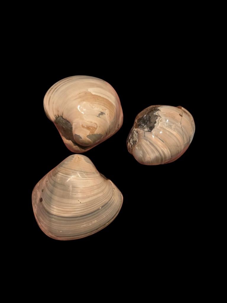 Fossiele gepolijste schelp uit morondava Madagascar., Ophalen of Verzenden, Fossiel