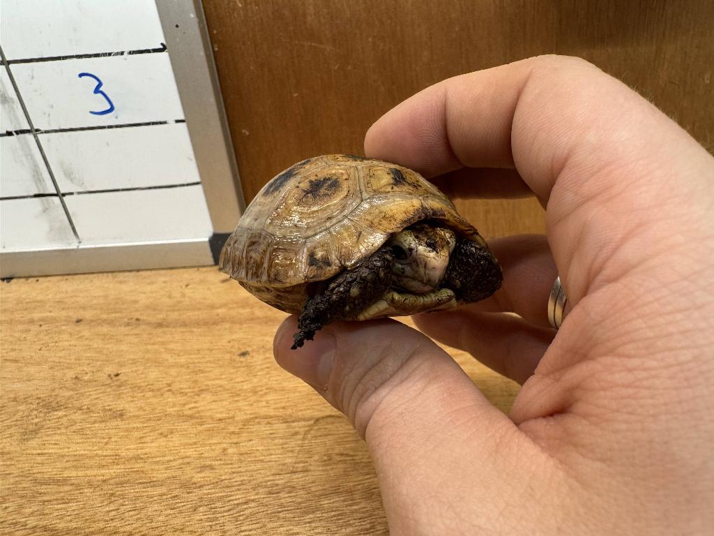 Indotestudo Elongata Geelkopschildpad eigen nakweek, Schildpad, 0 tot 2 jaar