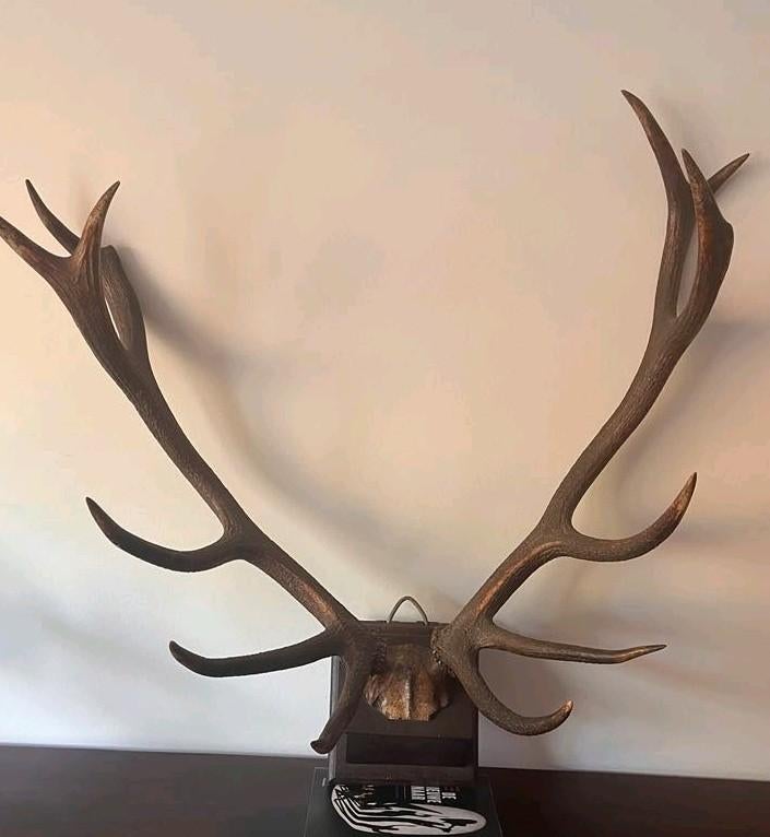 BOIS DE CERF ÉLAPHE À 12 SEXES, Collections, Enlèvement